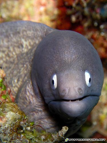 avatar show free avatars avatar gifs 335777559_09c83f9223