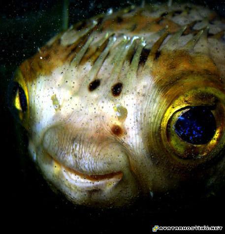 image shack photo hosting sports avatars avatar 320 dfhshahajjj