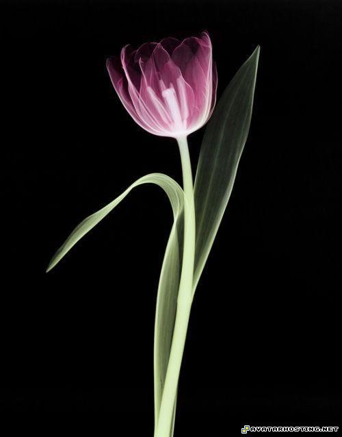 canvas cezanne posters fine art paintings laser_flowersart_03