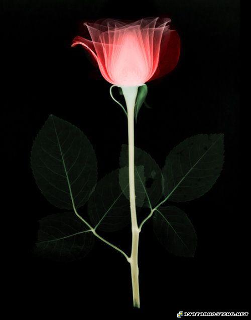 online avatar creator moths dog family guy avatar laser_flowersart_04