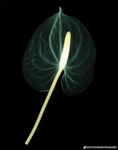 100x100 avatar insects vertebrates avatara laser_flowersart_05