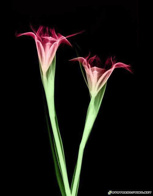 new avatar series 1 landscape laser_flowersart_06