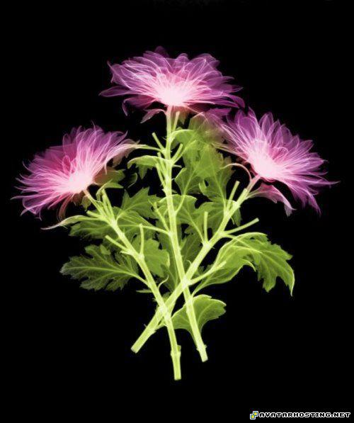 free image hosting sites free image hosting websites avatar film laser_flowersart_08