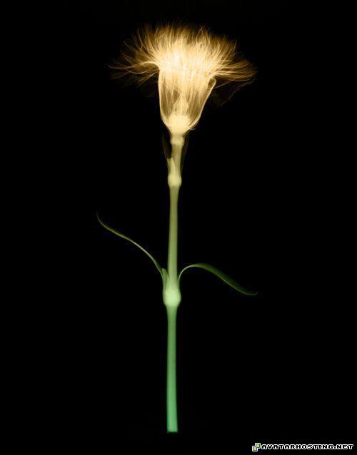 cezanne print free image hosting websites dancing avatar laser_flowersart_09