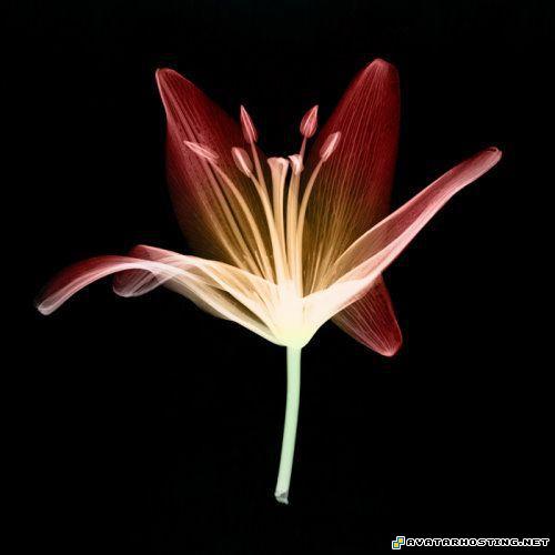 arthropods vertebrates abstract oil paintings millipede adaptations laser_flowersart_10