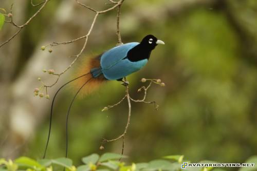 avatar starried counter strike source avatar gothic avatar EverSeenTheseBeautifulBirds001