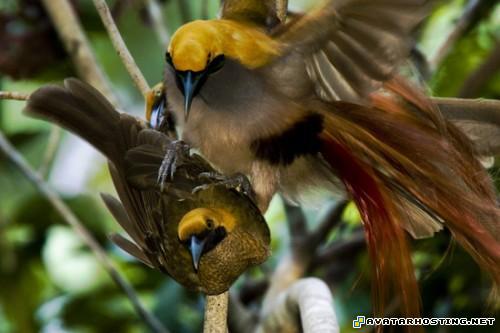 avatar over halo avatar photo album picture EverSeenTheseBeautifulBirds002