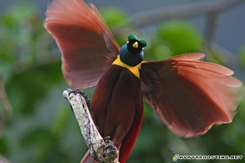 dark avatar deutsch grasshoppers vertebrates lord of the rings avatar EverSeenTheseBeautifulBirds003