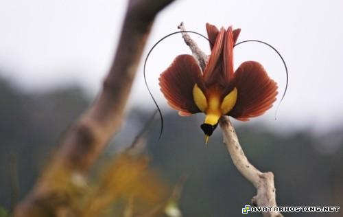 xbox avatar sellers assistant 80x80 EverSeenTheseBeautifulBirds004