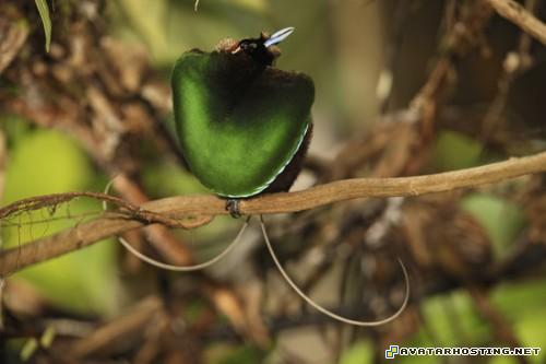 avatar cologne spray photo hosting web page list of animals EverSeenTheseBeautifulBirds005