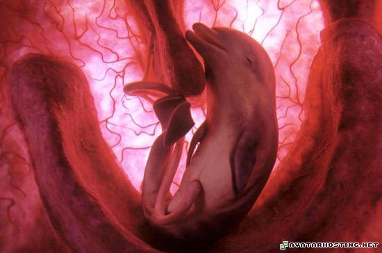 free photo album insect species evil avatar babydolphin