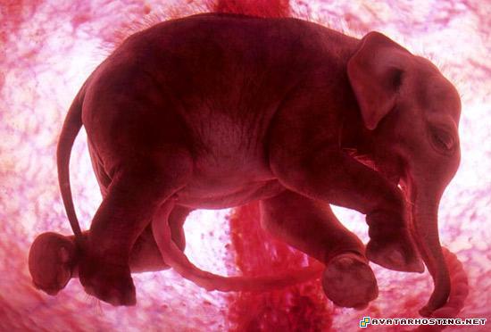 image sharing websites image hosting unlimited endangered beetles babyelephant