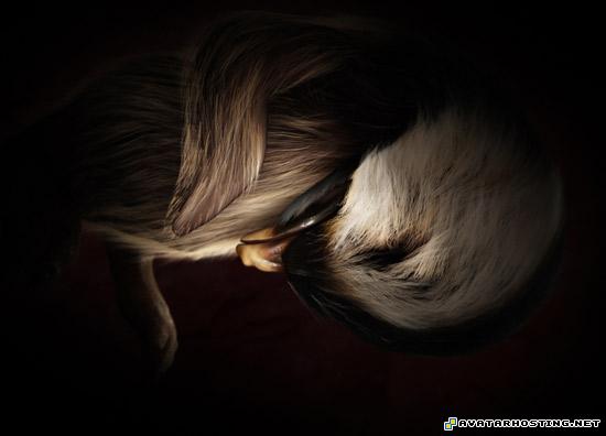 avatar dvd 2 portrait oil painting avatar game babypenguin2