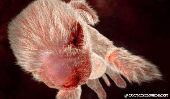 auction picture hosting avitars avatar dvd 2 babypuppy2