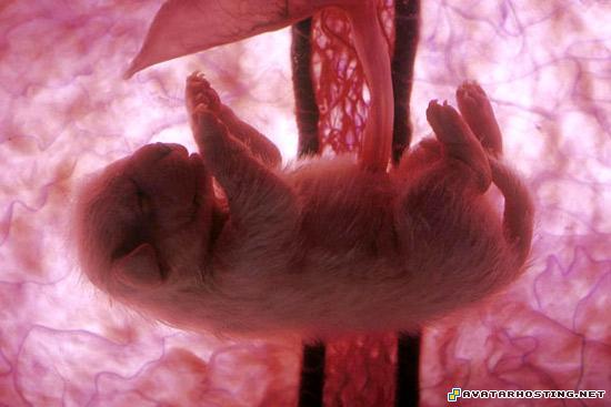 paintings franklin prints avatar dvd 2 babypuppy