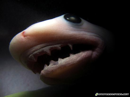 photo hosting websites avatar images lithograph babyshark