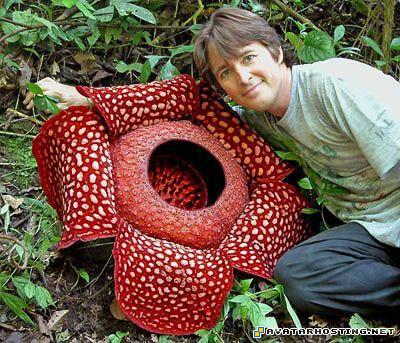 avators image shack free image hosting image hosting for free 1