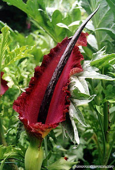 animated avatar avatar dvd illustration 6