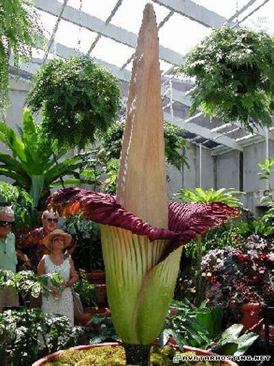 tv com avatar james art avatrs 8