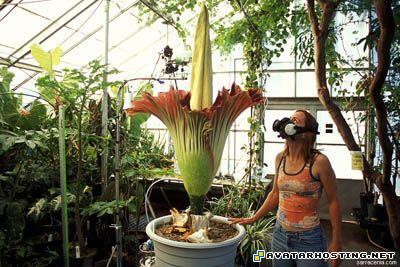 wii avatar cool avatar photo hosting 9