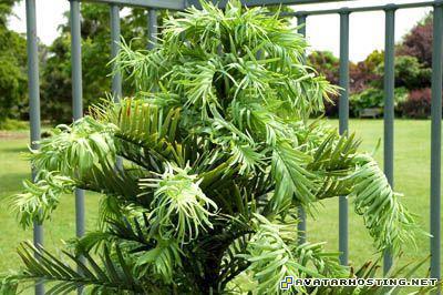 50x50 buy avatar anderson prints 11