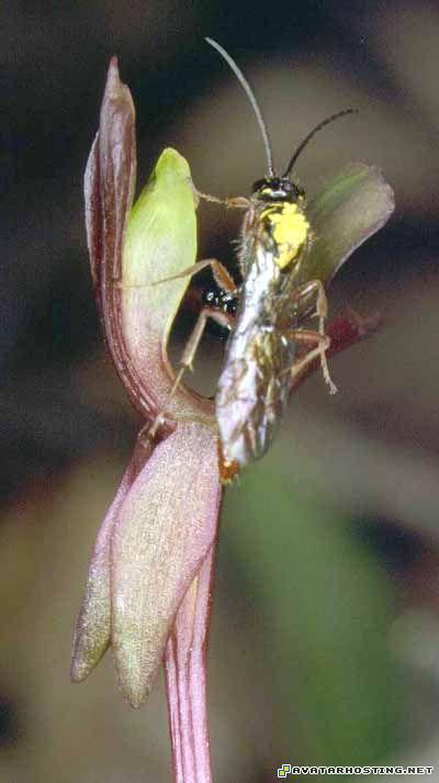 free avatar maker icon inuyasha avatar 15