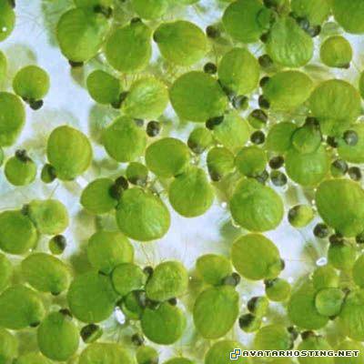 gottlieb prints animation james prints 17