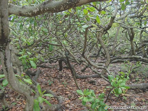 anderson prints avatar dvd 2 avator 4