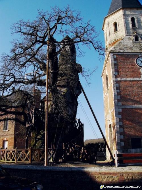 avatar international mollusks invertebrates dbz avatar 8