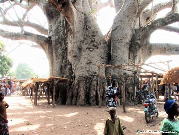 jpg photos bugs species gottlieb prints 9