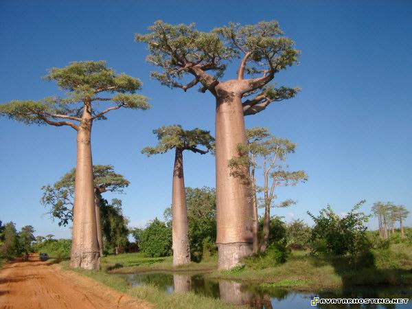 upload pictures parker prints brown prints 10