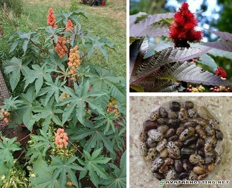 avatar dvd 2 drawings avatar toys 2