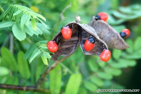 forums 100 x 100 lithographs 3