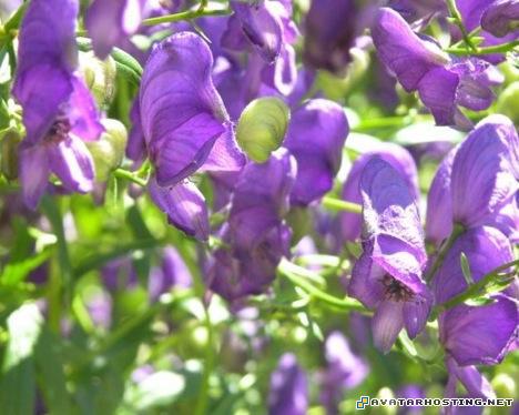 species pests painting dog insect 4