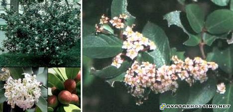 picture hosting sharing mollusks invertebrates insects vertebrates 5