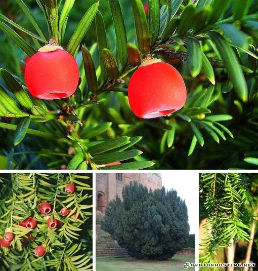 google avatar endangered insects avatar messenger 8