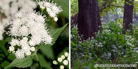 image hosting evil avatar martin prints 9