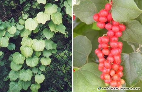 photo share sites wasps species painting gallery 11