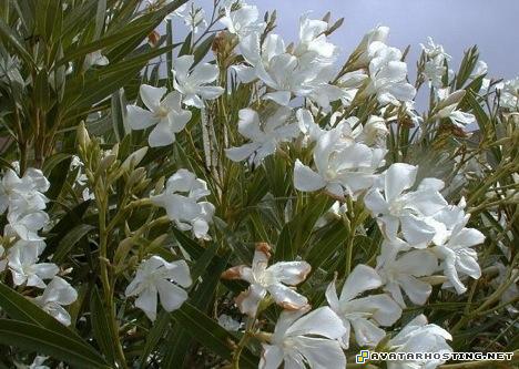 avitars best image free image hosting gallery 14