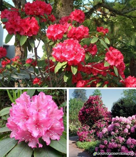 cool avatar secret avatar share photo storage 15