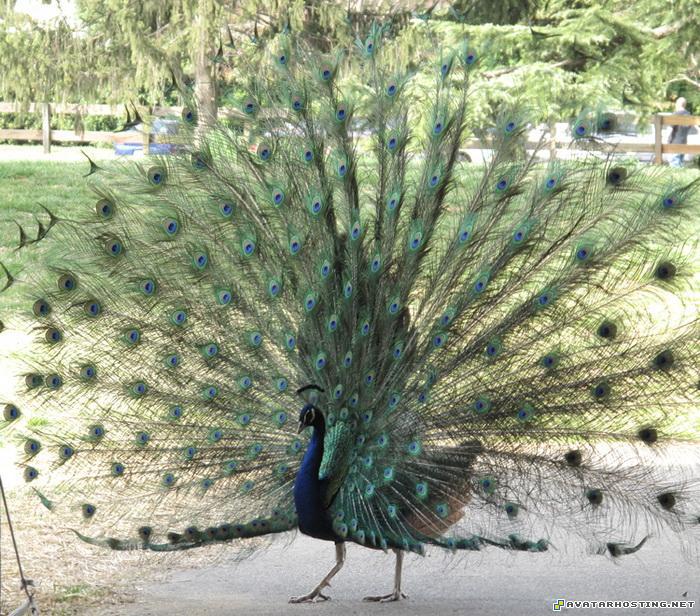 grasshoppers vertebrates biomes insects avatar costume peacock02