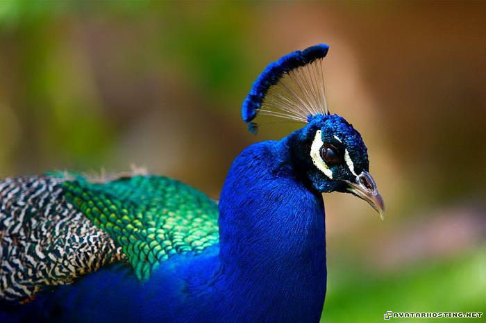 avatar 319 avatar dimensions avaters peacock04