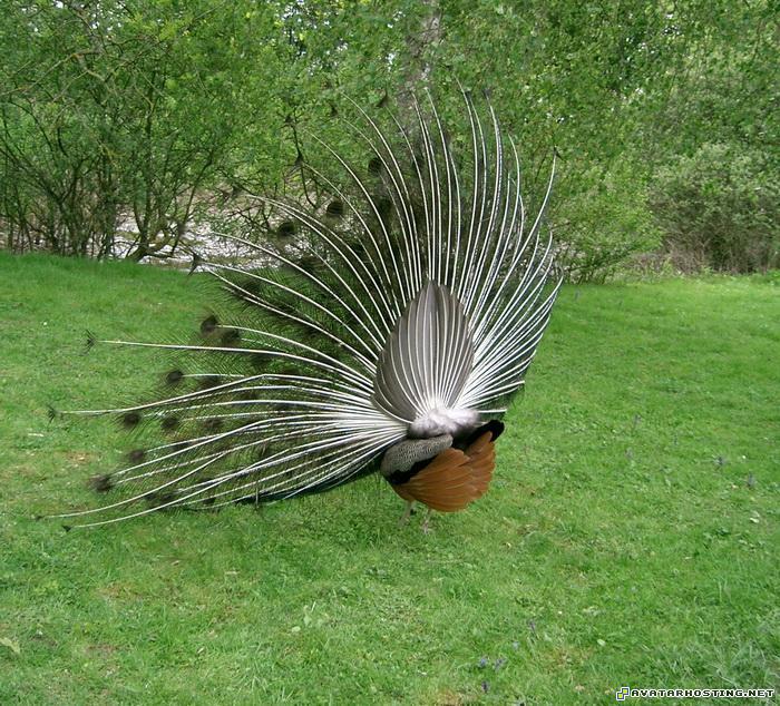 shack for image hosting avatar buddy icons funny avatars peacock07