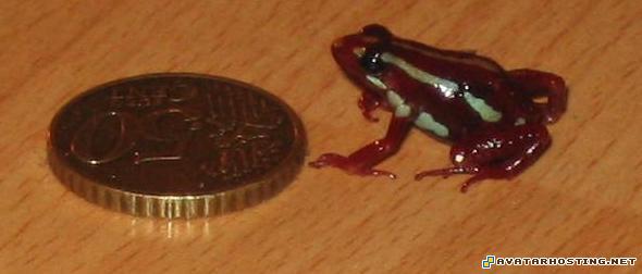 avatar arena ladybugs extinct corporate art 1