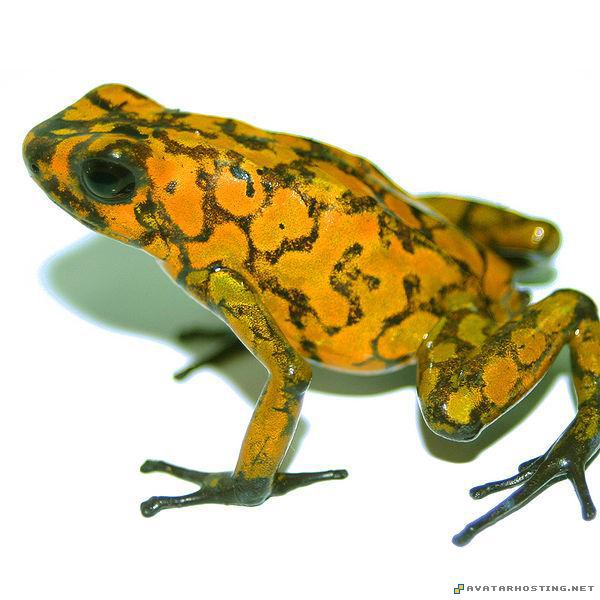 paintings for sale share photo online host picture 7