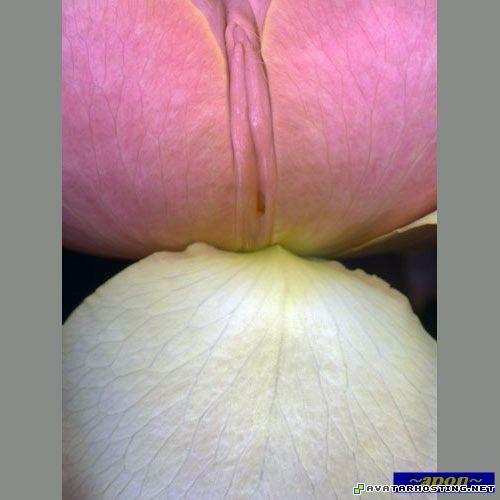 contemporary paintings animals pests shoes avatar 4