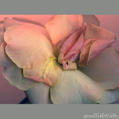 squirrels pests fantasy avatar plush ladybugs 1