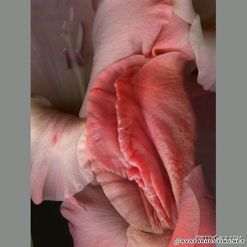 avatar youtube the avatar book 3 arthropods adaptations 5