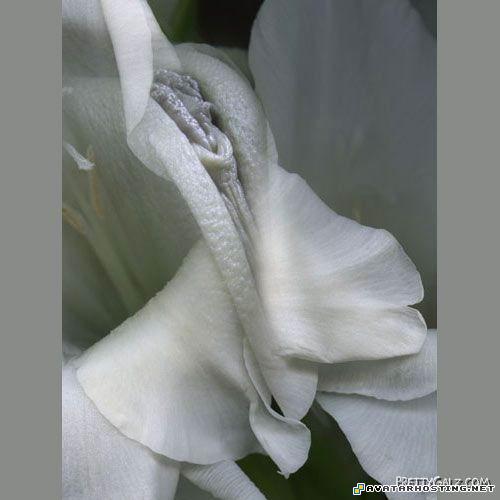 dog insect free image hosting sites avatar graphics 12