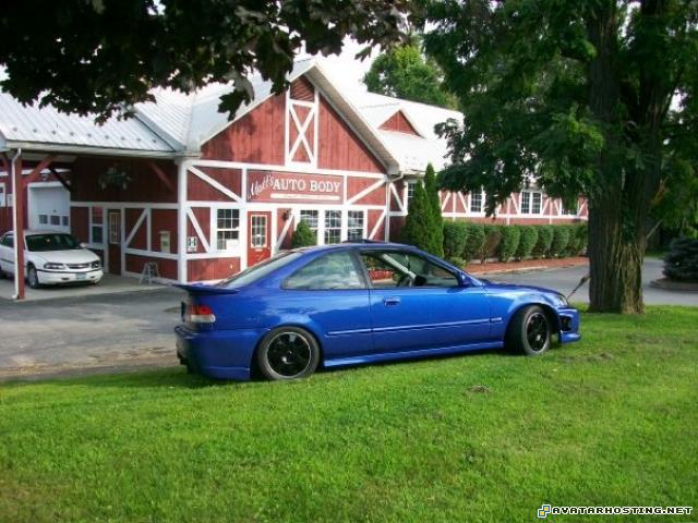 wasps species define avatar insect animals nu4